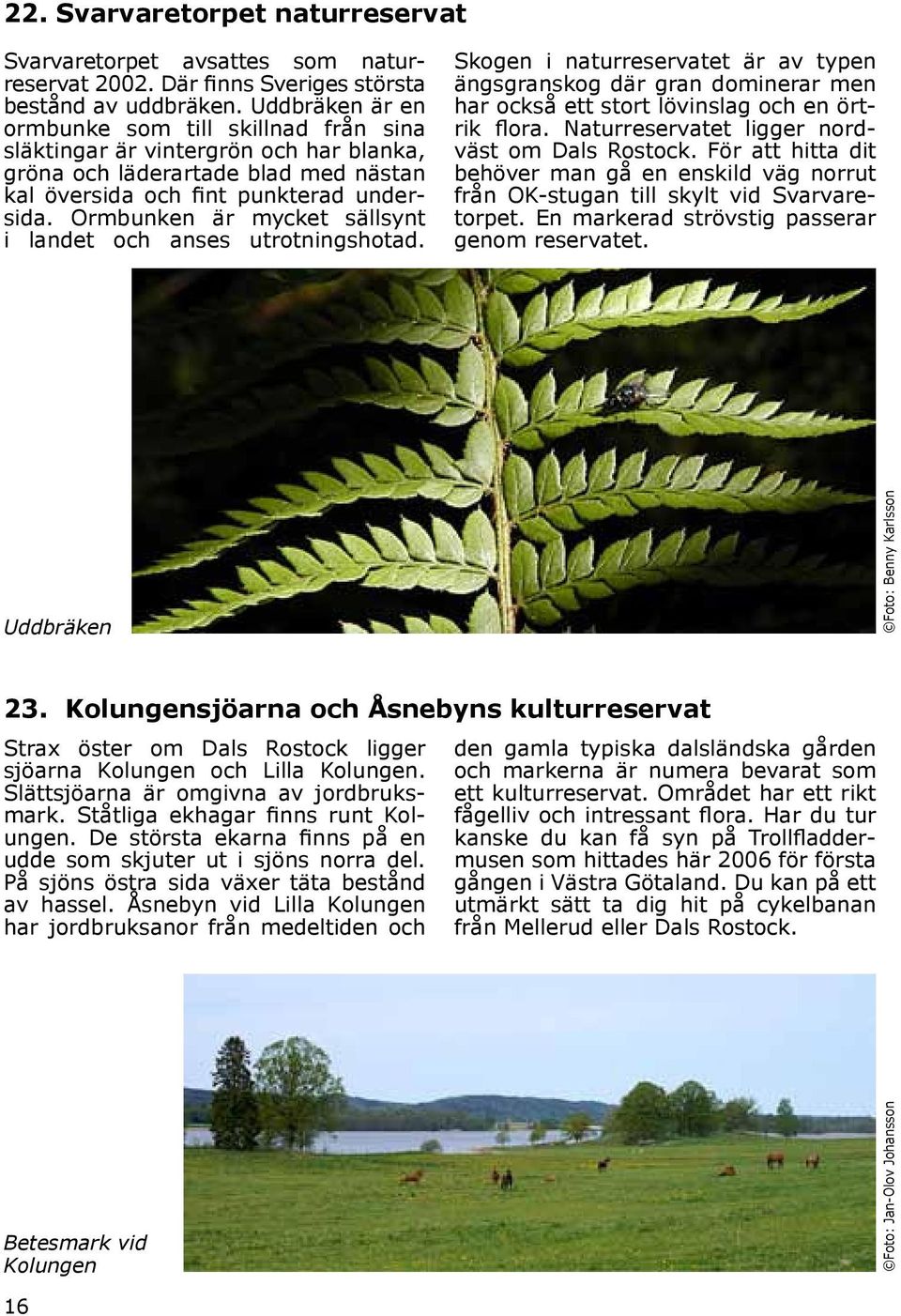 Ormbunken är mycket sällsynt i landet och anses utrotningshotad. Skogen i naturreservatet är av typen ängsgranskog där gran dominerar men har också ett stort lövinslag och en örtrik flora.