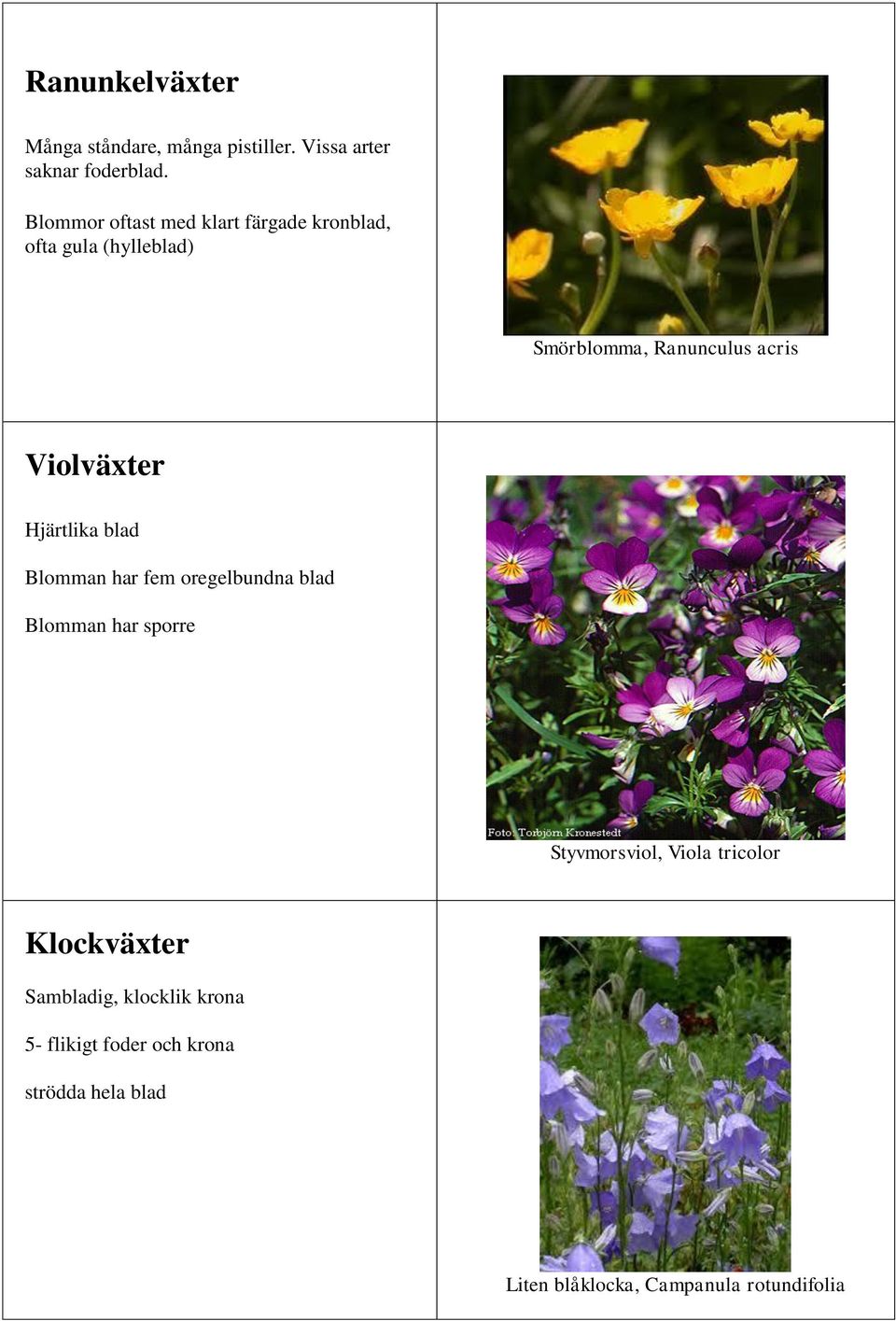 Violväxter Hjärtlika blad Blomman har fem oregelbundna blad Blomman har sporre Styvmorsviol, Viola