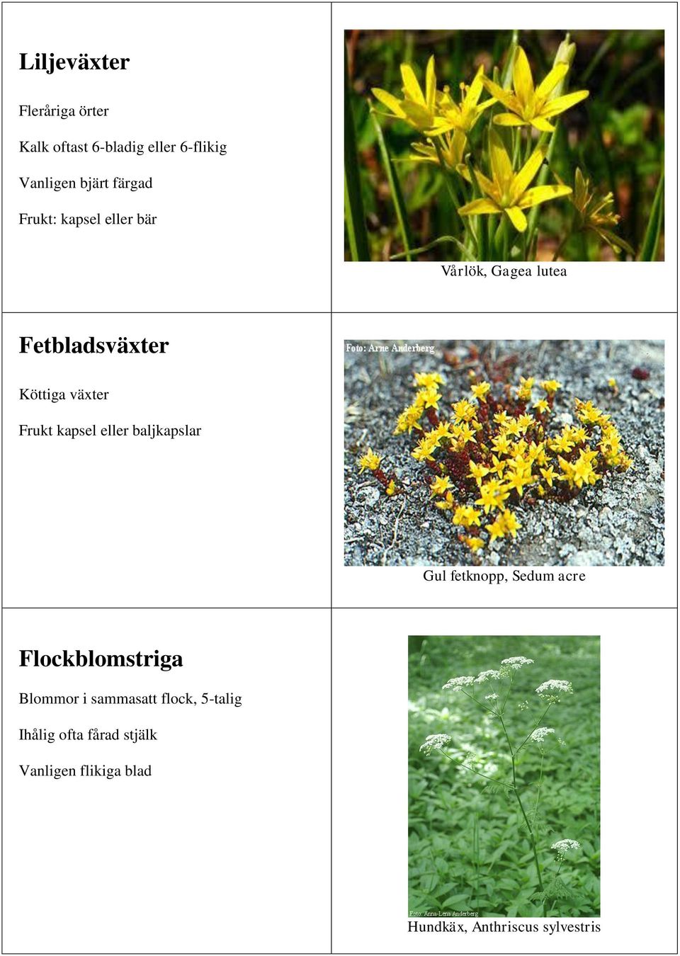 kapsel eller baljkapslar Gul fetknopp, Sedum acre Flockblomstriga Blommor i sammasatt