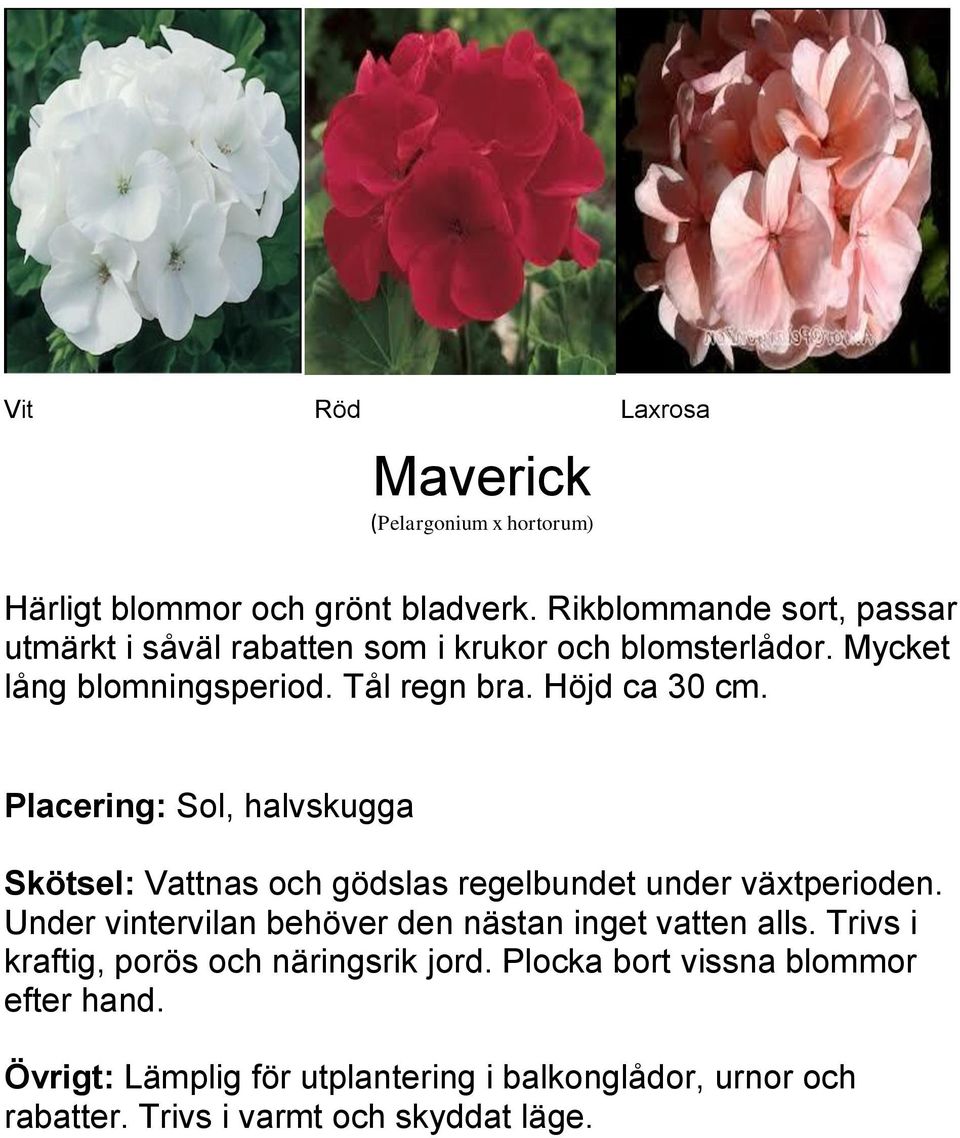 Tål regn bra. Höjd ca 30 cm. Placering: Sol, halvskugga Skötsel: Vattnas och gödslas regelbundet under växtperioden.