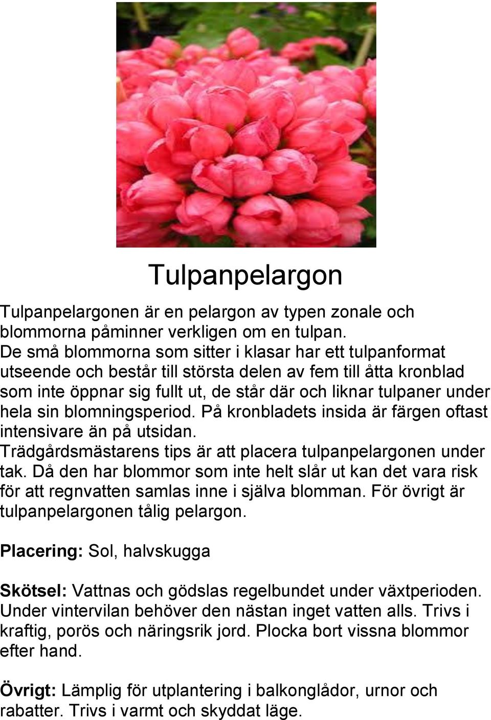 blomningsperiod. På kronbladets insida är färgen oftast intensivare än på utsidan. Trädgårdsmästarens tips är att placera tulpanpelargonen under tak.