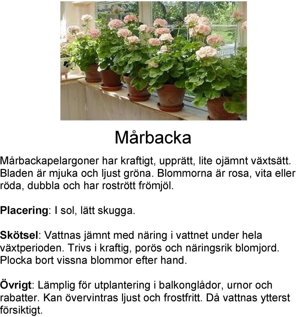 Blommorna är rosa, vita eller röda, dubbla och har rostrött frömjöl.