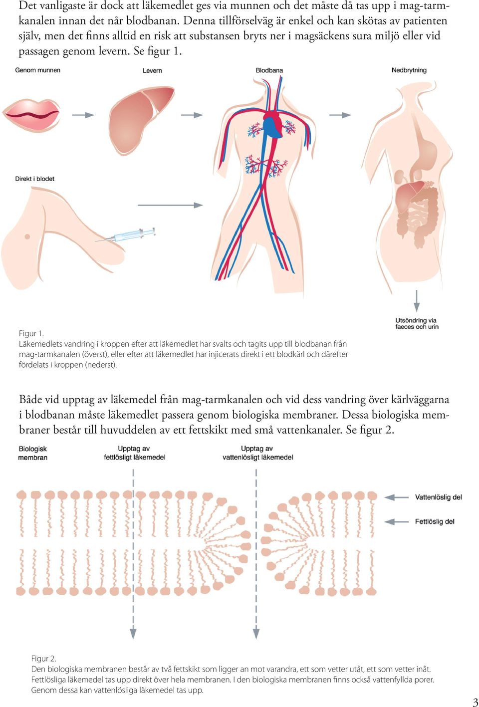 Läkemedlets vandring i kroppen efter att läkemedlet har svalts och tagits upp till blodbanan från mag-tarmkanalen (överst), eller efter att läkemedlet har injicerats direkt i ett blodkärl och