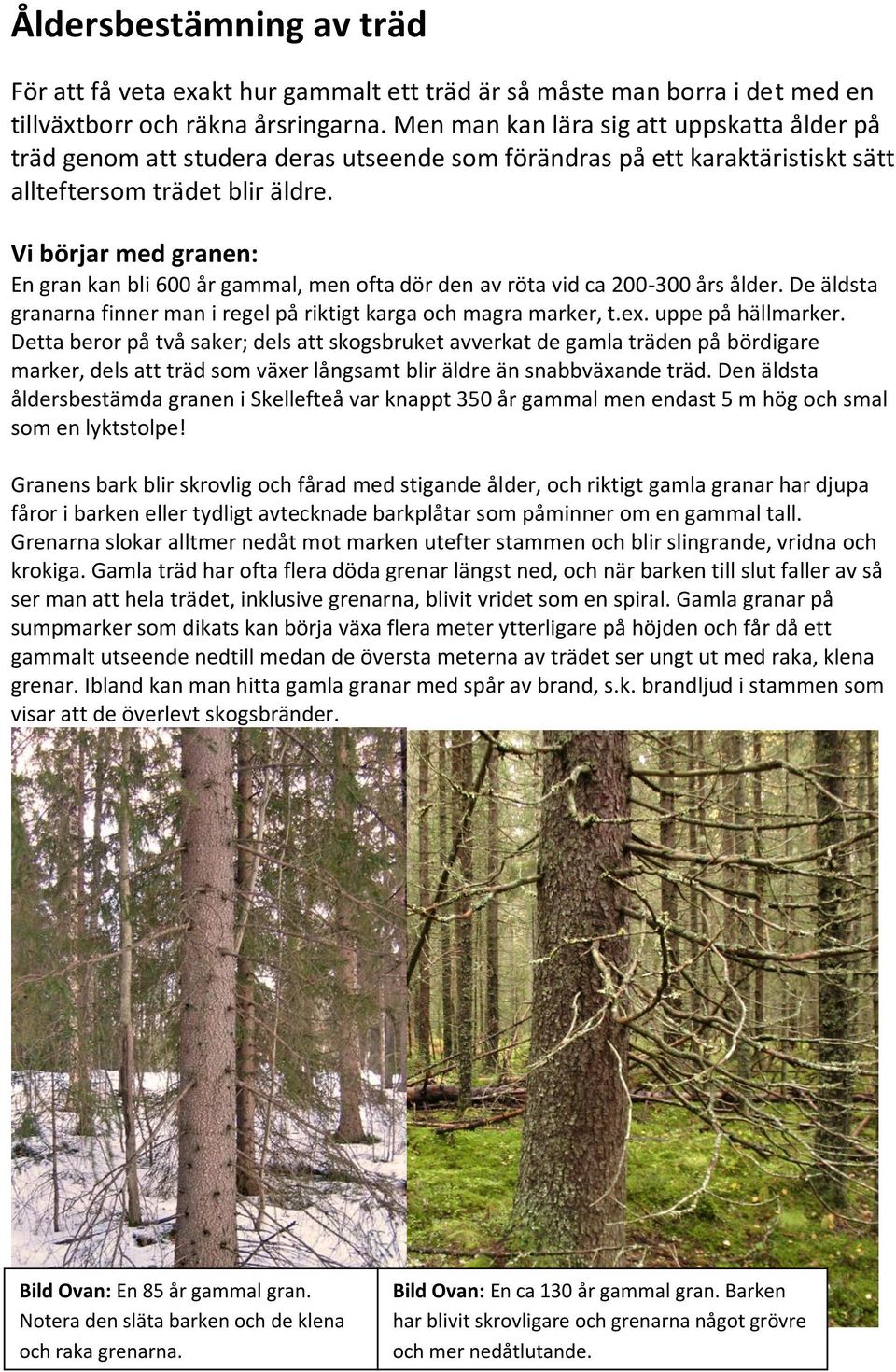 Vi börjar med granen: En gran kan bli 600 år gammal, men ofta dör den av röta vid ca 200-300 års ålder. De äldsta granarna finner man i regel på riktigt karga och magra marker, t.ex.