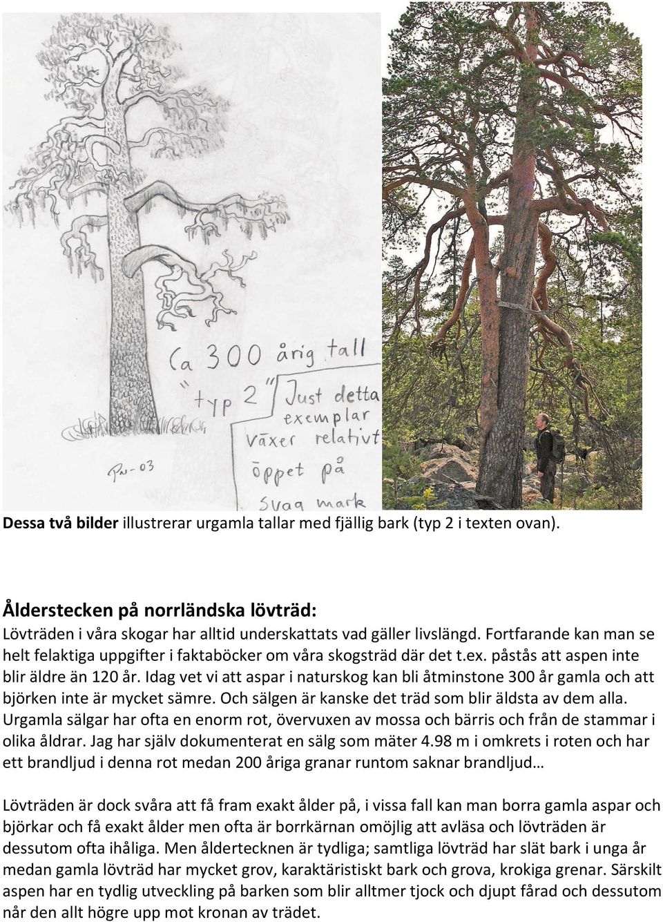 Idag vet vi att aspar i naturskog kan bli åtminstone 300 år gamla och att björken inte är mycket sämre. Och sälgen är kanske det träd som blir äldsta av dem alla.