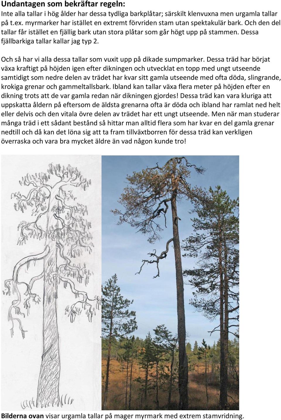 Dessa fjällbarkiga tallar kallar jag typ 2. Och så har vi alla dessa tallar som vuxit upp på dikade sumpmarker.