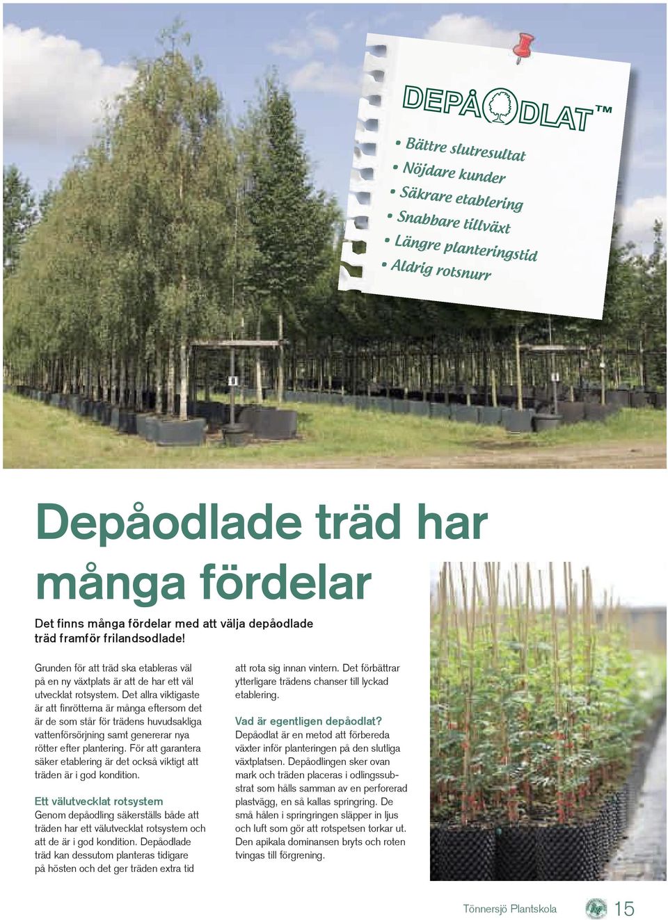 Det allra viktigaste är att finrötterna är många eftersom det är de som står för trädens huvudsakliga vattenförsörjning samt genererar nya rötter efter plantering.