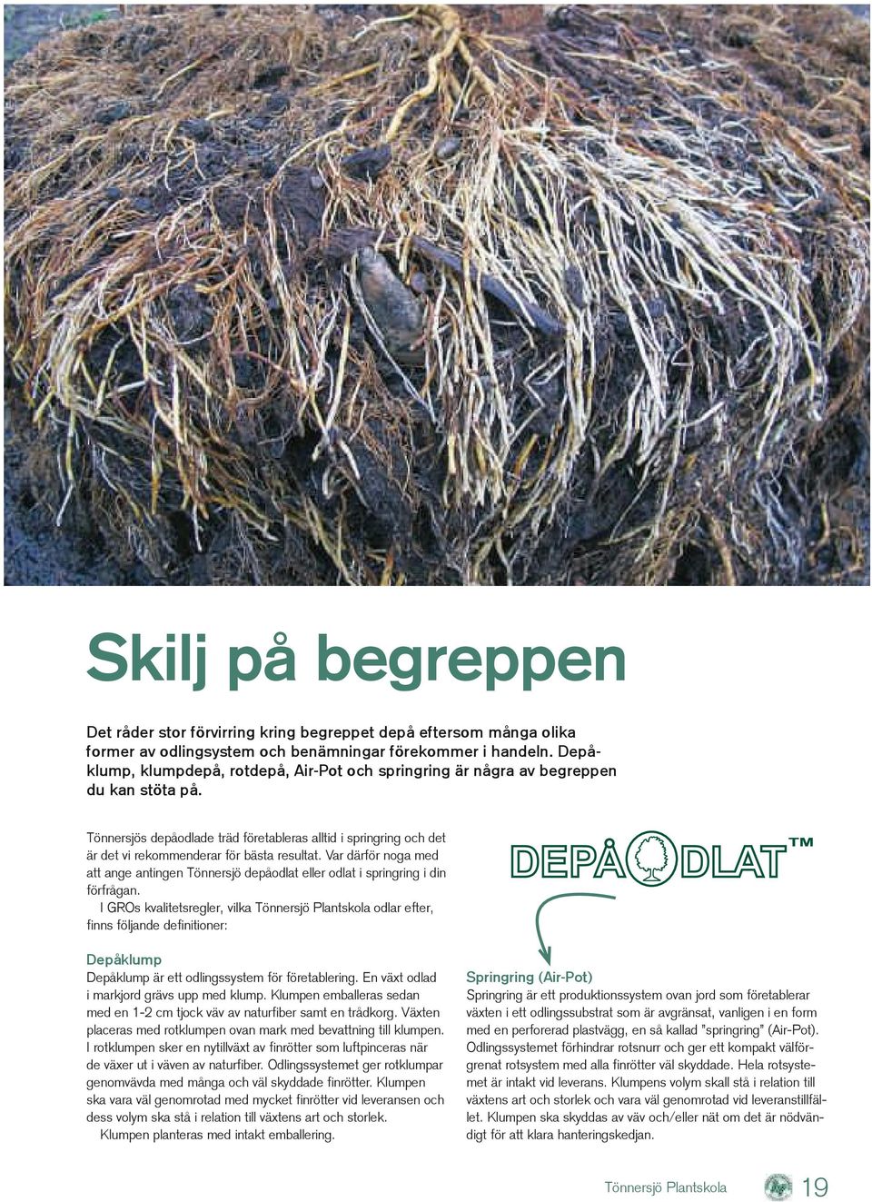 Tönnersjös depåodlade träd företableras alltid i springring och det är det vi rekommenderar för bästa resultat.