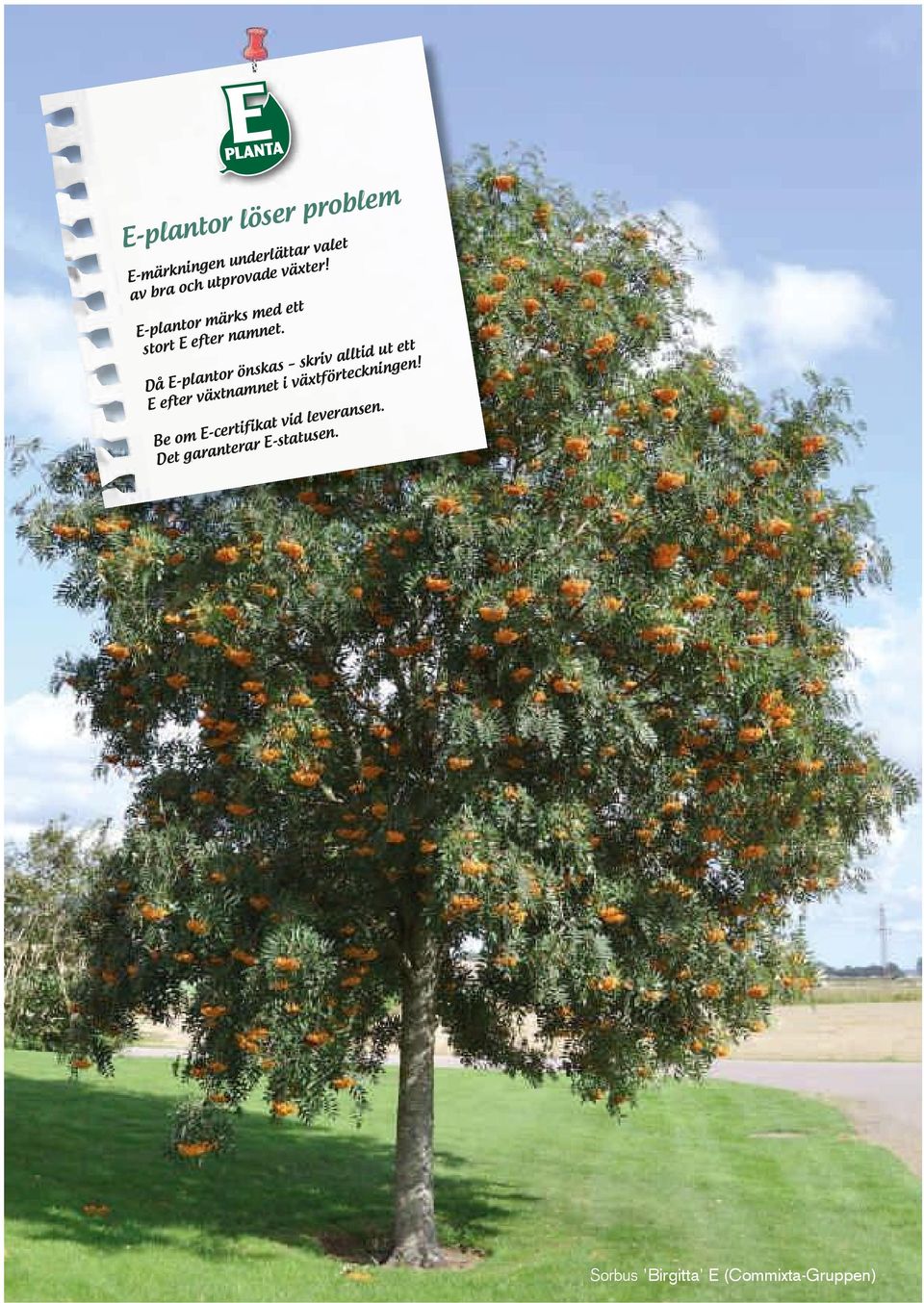 Då E-plantor önskas skriv alltid ut ett E efter växtnamnet i växtförteckningen!