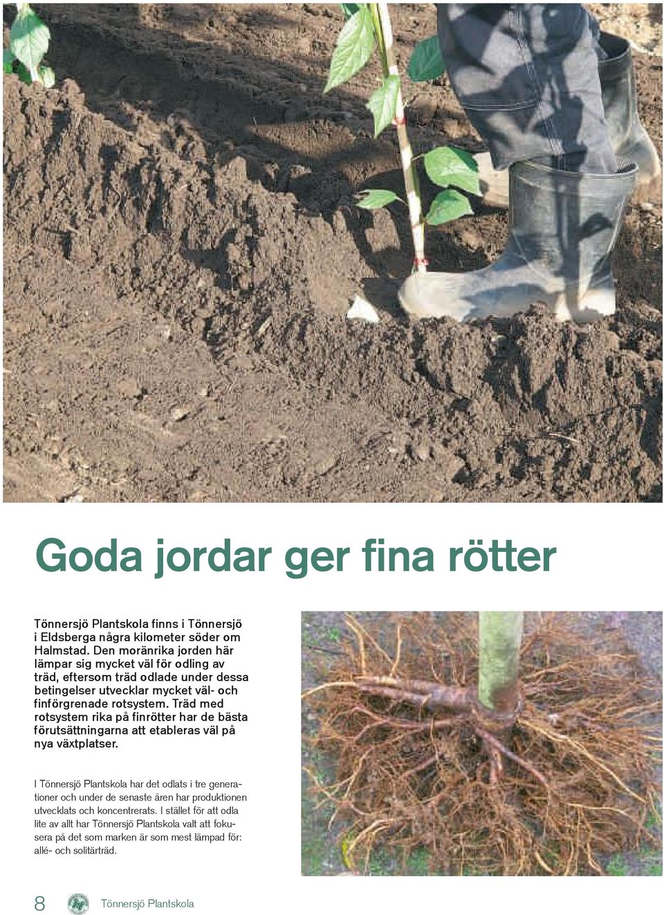 Träd med rotsystem rika på finrötter har de bästa förutsättningarna att etableras väl på nya växtplatser.