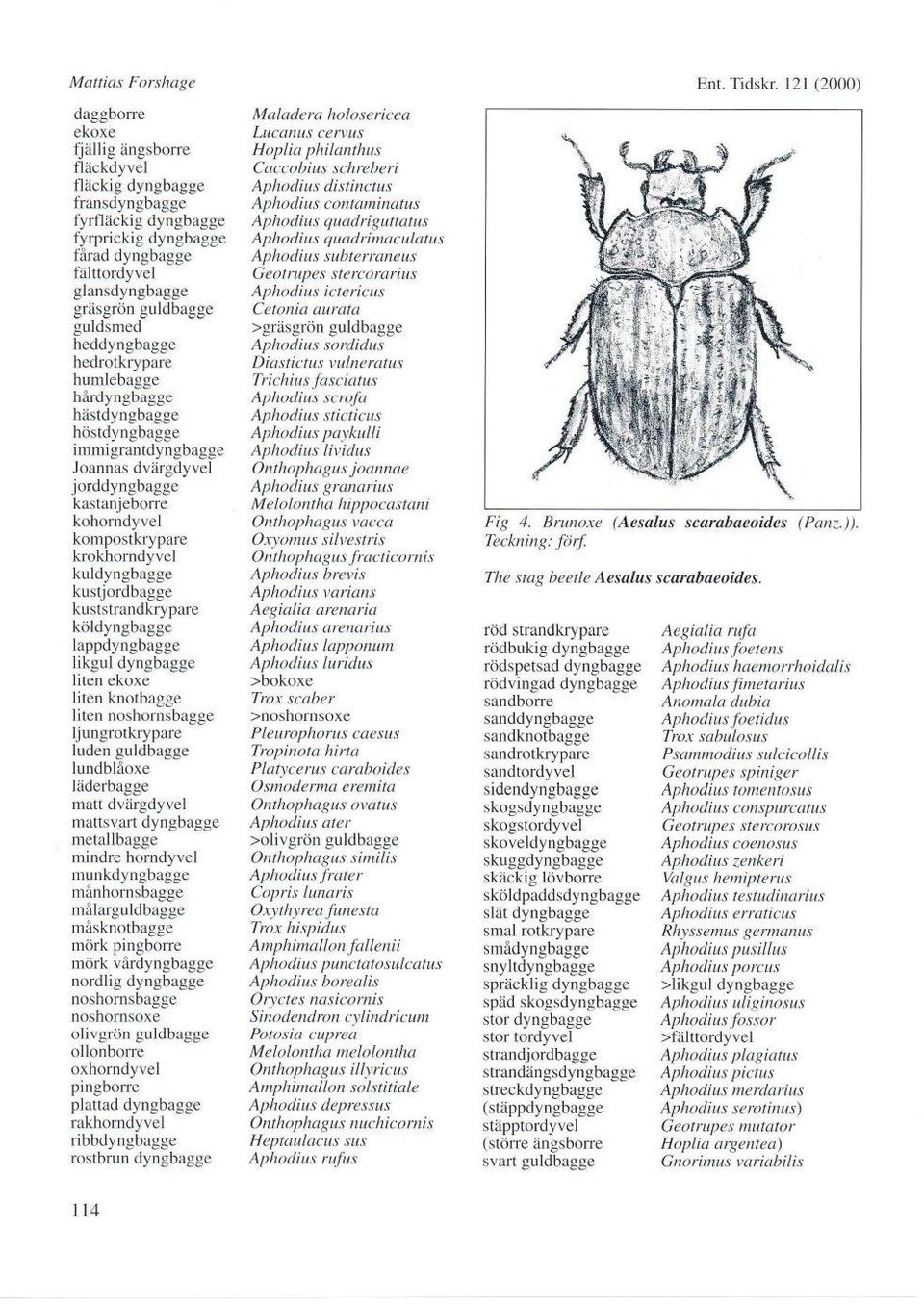 kuldyngbagge kustjordbagge kuststrandkrypare köldyngbagge lappdyngbagge likgul dyngbagge liten ekoxe liten knotbagge liten noshornsbagge ljungrotkrypare luden guldbagge lundblåoxe 1äderbagge matt