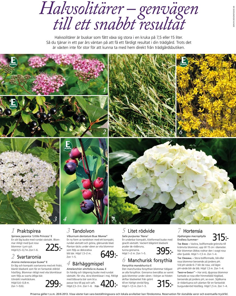 Foto: Jan Servin 1 2 5 6 3 4 7 299:- 1 Praktspirea Spiraea japonica Little Princess E En söt låg buske med rundat växtsätt. Blommar rikligt med ljust rosa blommor i juni juli. Höjd 0,5 0,7 m. Zon 1 6.