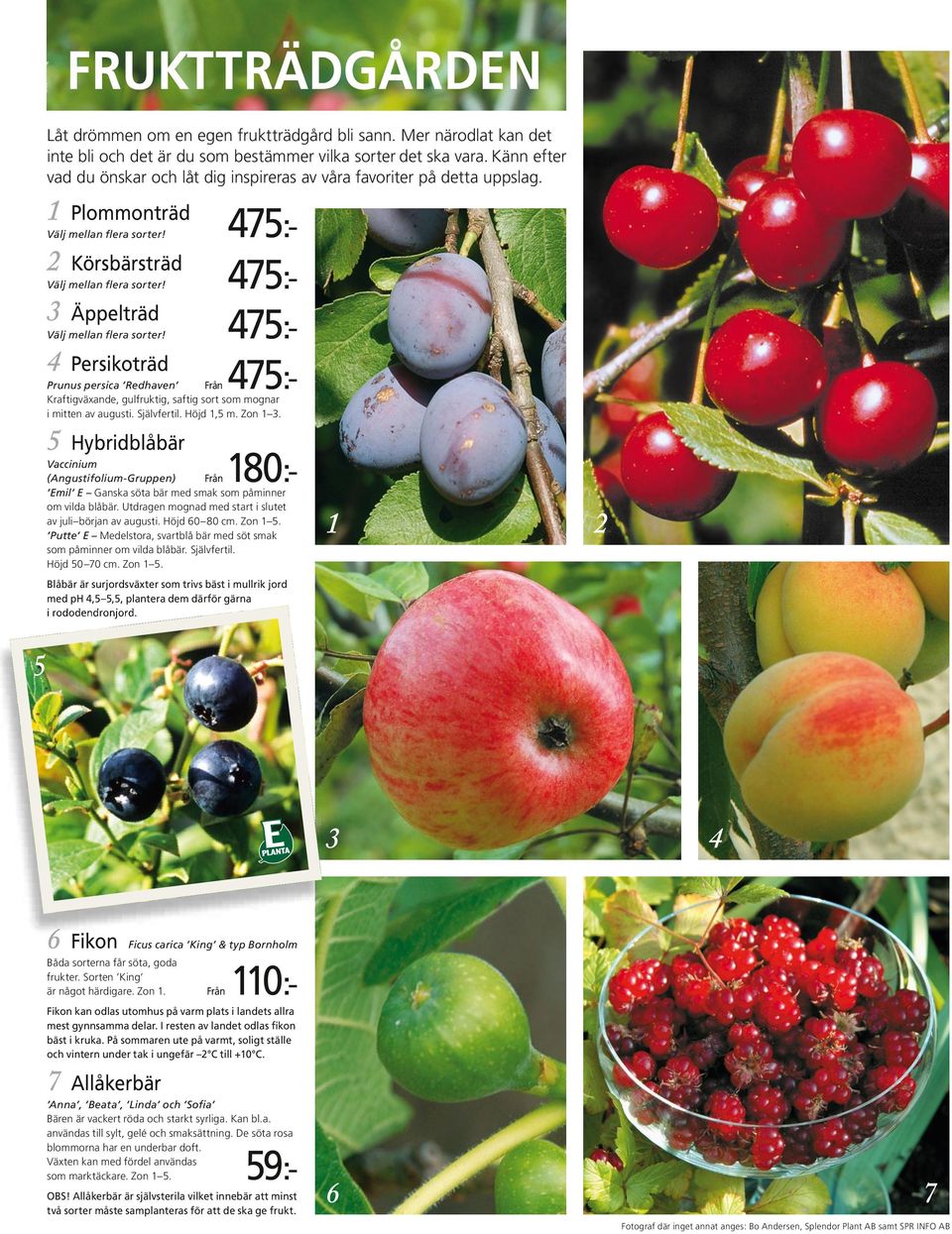 3 Äppelträd Välj mellan flera sorter! 4 Persikoträd Prunus persica Redhaven Kraftigväxande, gulfruktig, saftig sort som mognar i mitten av augusti. Självfertil. Höjd 1,5 m. Zon 1 3.