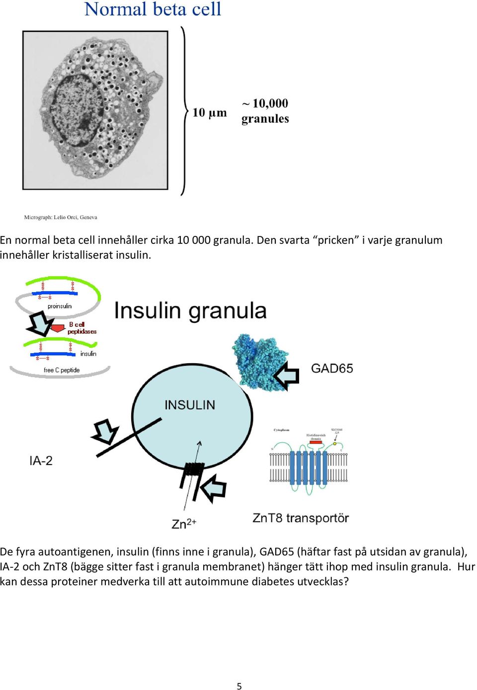 De fyra autoantigenen, insulin (finns inne i granula), GAD65 (häftar fast på utsidan av