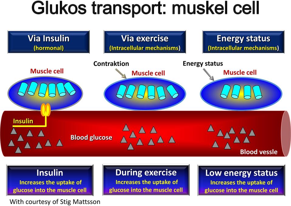 Blood vessle Insulin Increases the uptake of glucose into the muscle cell With courtesy of Stig Mattsson During