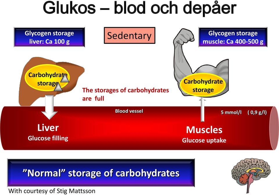 storages of carbohydrates are full Blood vessel Carbohydrate storage Muscles