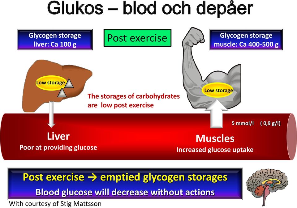 Poor at providing glucose Muscles Increased glucose uptake 5 mmol/l ( 0,9 g/l) Post exercise