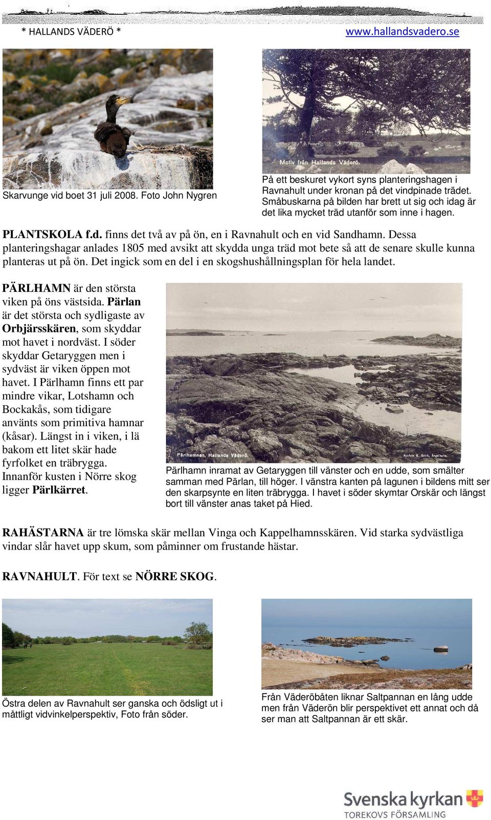 På 1960- talet avverkades ett bestånd med vitgran Picea glauca, som planterats där drygt 50 år tidigare. Den vindpinade Sandvikseken står kvar och är lätt att hitta. Läs mer om träd på ön.