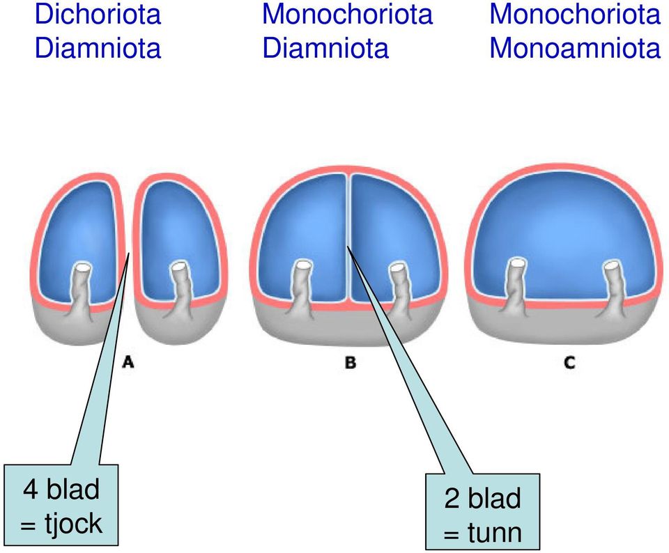 Diamniota Monoamniota 4