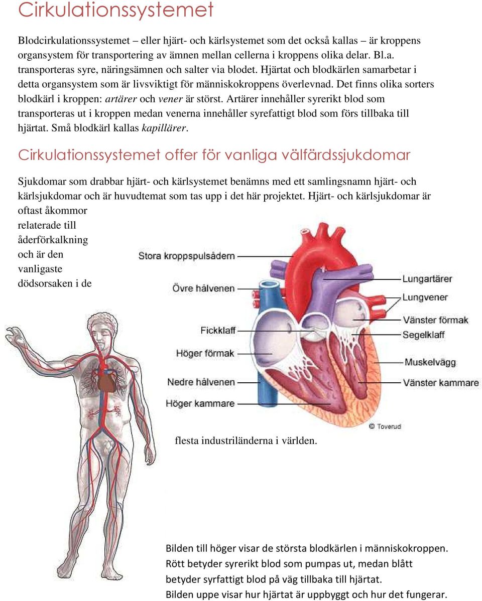 Artärer innehåller syrerikt blod som transporteras ut i kroppen medan venerna innehåller syrefattigt blod som förs tillbaka till hjärtat. Små blodkärl kallas kapillärer.