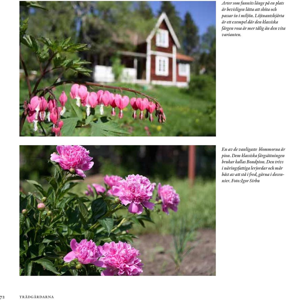 En av de vanligaste blommorna är pion. Dem klassiska färgsättningen brukar kallas Bondpion.