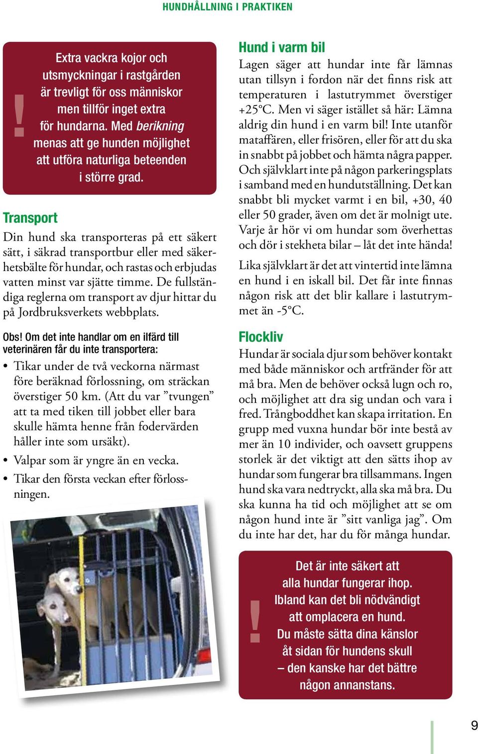 Transport Din hund ska transporteras på ett säkert sätt, i säkrad transportbur eller med säkerhetsbälte för hundar, och rastas och erbjudas vatten minst var sjätte timme.