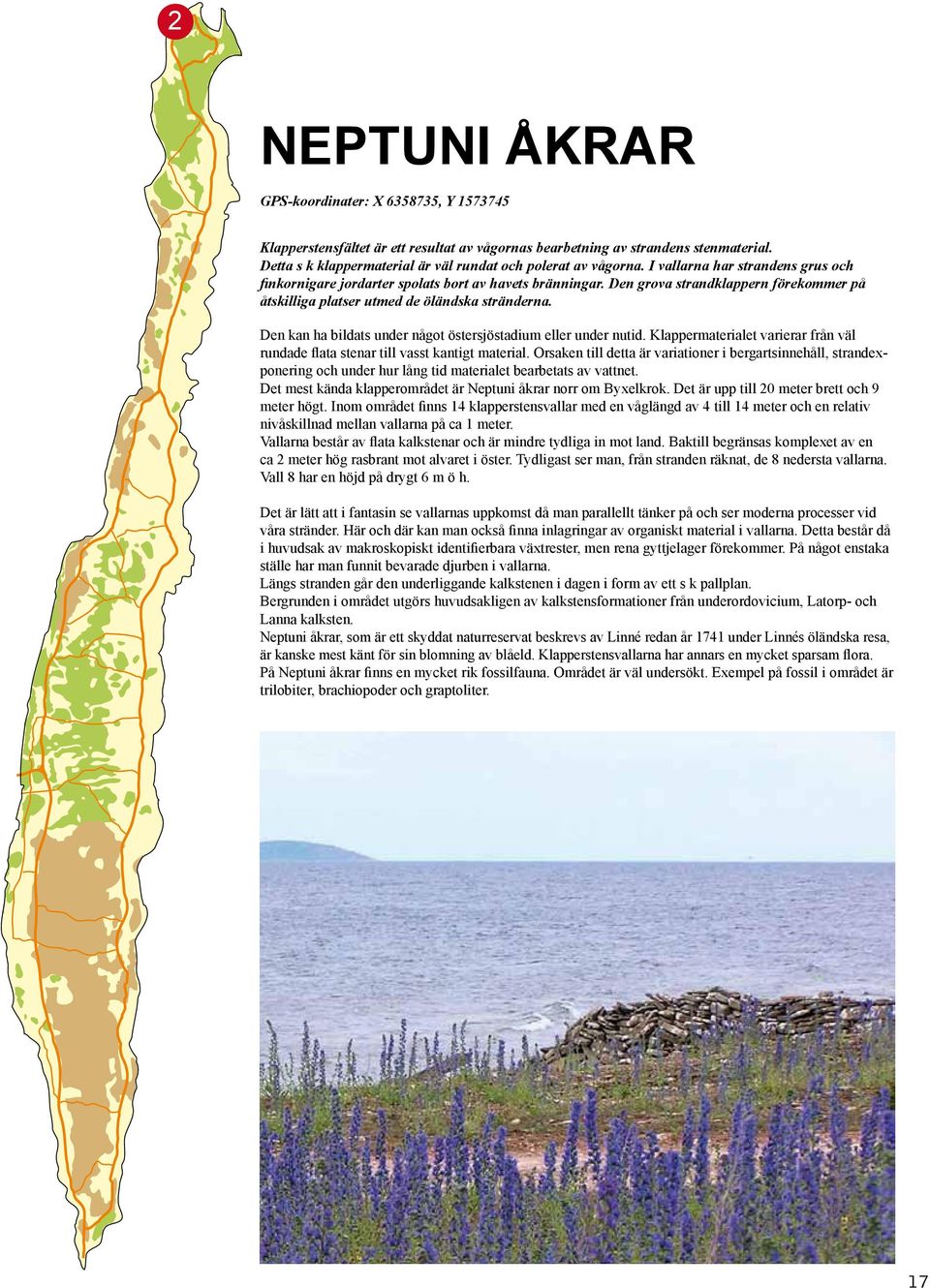 Den grova strandklappern förekommer på åtskilliga platser utmed de öländska stränderna. Den kan ha bildats under något östersjöstadium eller under nutid.