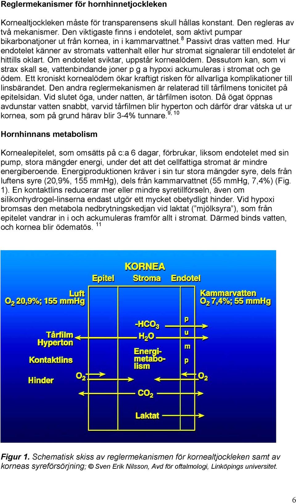 Hur endotelet känner av stromats vattenhalt eller hur stromat signalerar till endotelet är hittills oklart. Om endotelet sviktar, uppstår kornealödem.