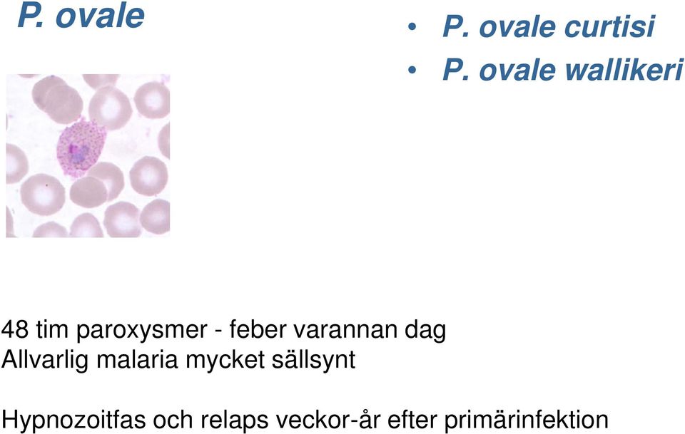 varannan dag Allvarlig malaria mycket