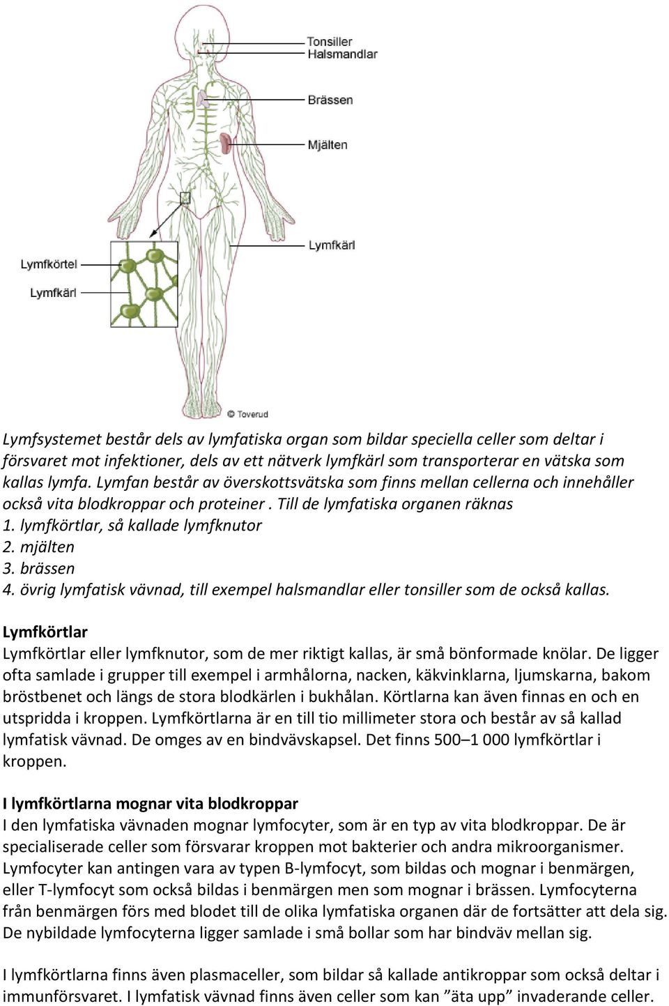 brässen 4. övrig lymfatisk vävnad, till exempel halsmandlar eller tonsiller som de också kallas. Lymfkörtlar Lymfkörtlar eller lymfknutor, som de mer riktigt kallas, är små bönformade knölar.