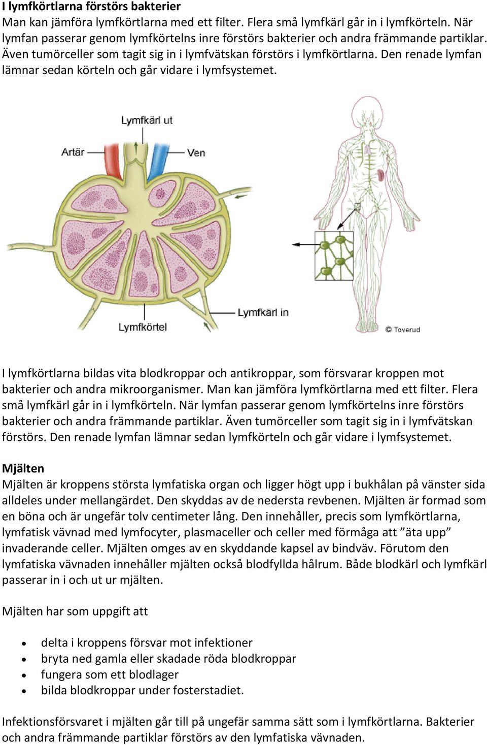 Den renade lymfan lämnar sedan körteln och går vidare i lymfsystemet. I lymfkörtlarna bildas vita blodkroppar och antikroppar, som försvarar kroppen mot bakterier och andra mikroorganismer.