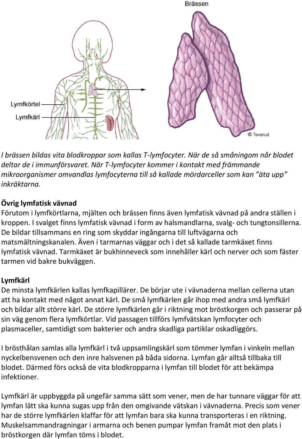 Övrig lymfatisk vävnad Förutom i lymfkörtlarna, mjälten och brässen finns även lymfatisk vävnad på andra ställen i kroppen.