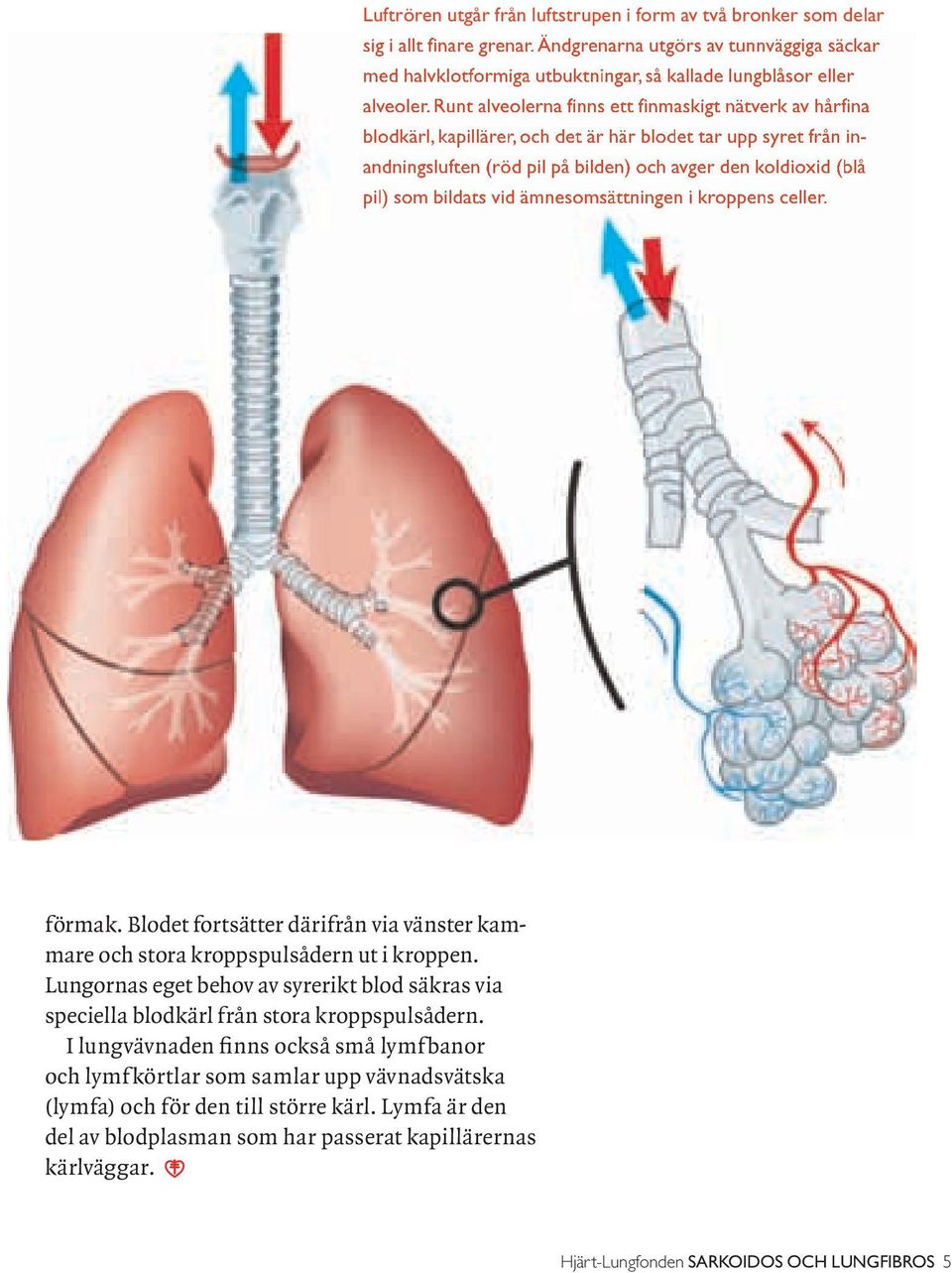 Runt alveolerna finns ett finmaskigt nätverk av hårfina blodkärl, kapillärer, och det är här blodet tar upp syret från inandningsluften (röd pil på bilden) och avger den koldioxid (blå pil) som