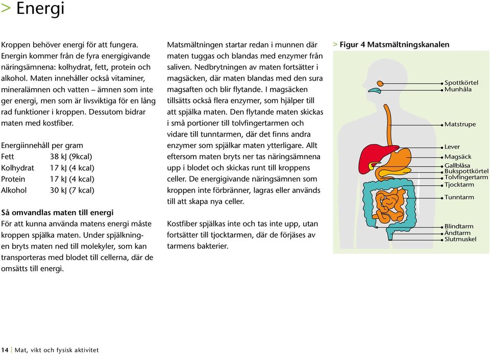 Energiinnehåll per gram Fett 38 kj (9kcal) Kolhydrat 17 kj (4 kcal) Protein 17 kj (4 kcal) Alkohol 30 kj (7 kcal) Så omvandlas maten till energi För att kunna använda matens energi måste kroppen