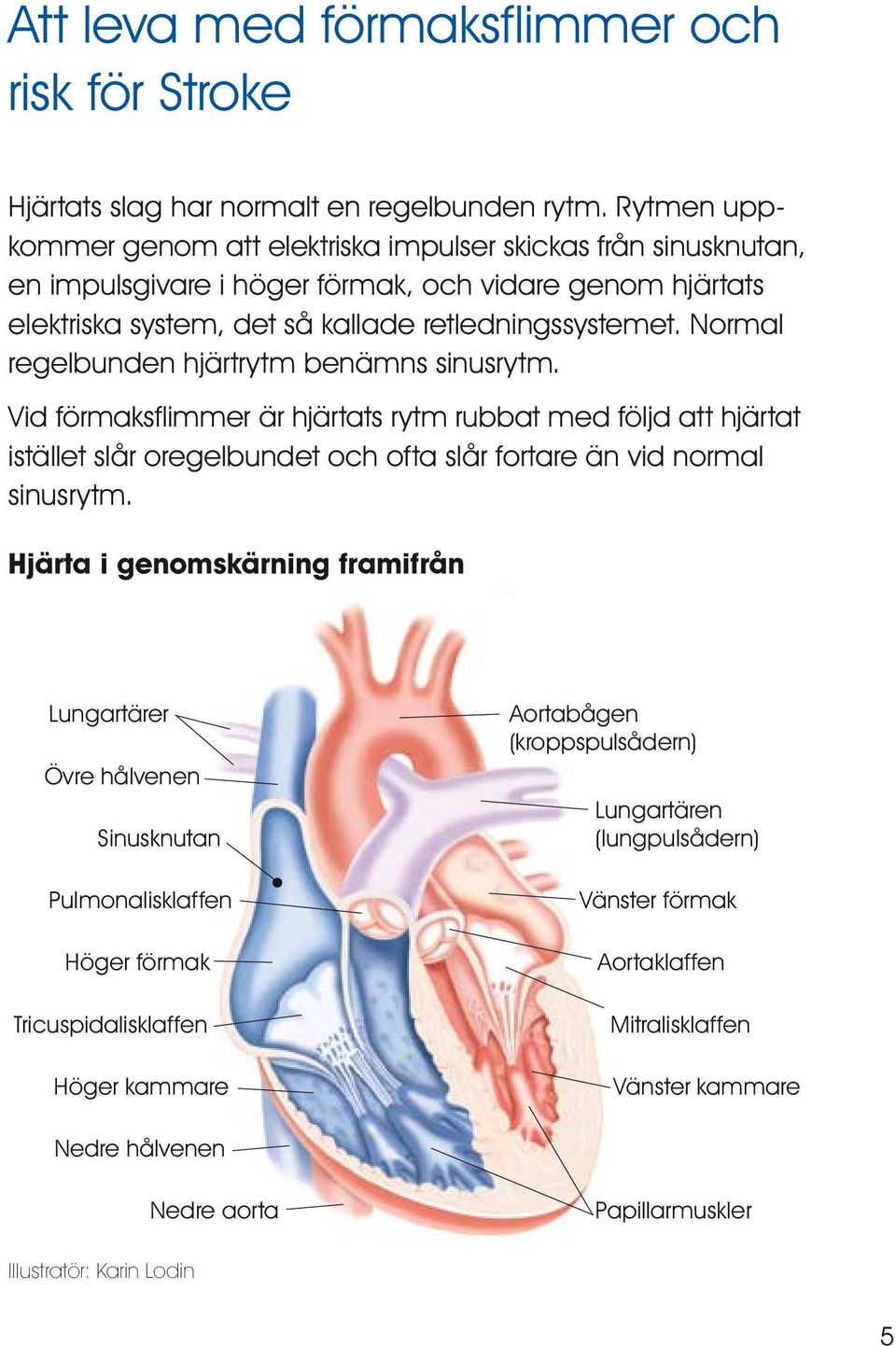 Normal regelbunden hjärtrytm benämns sinusrytm. Vid förmaksflimmer är hjärtats rytm rubbat med följd att hjärtat istället slår oregelbundet och ofta slår fortare än vid normal sinusrytm.