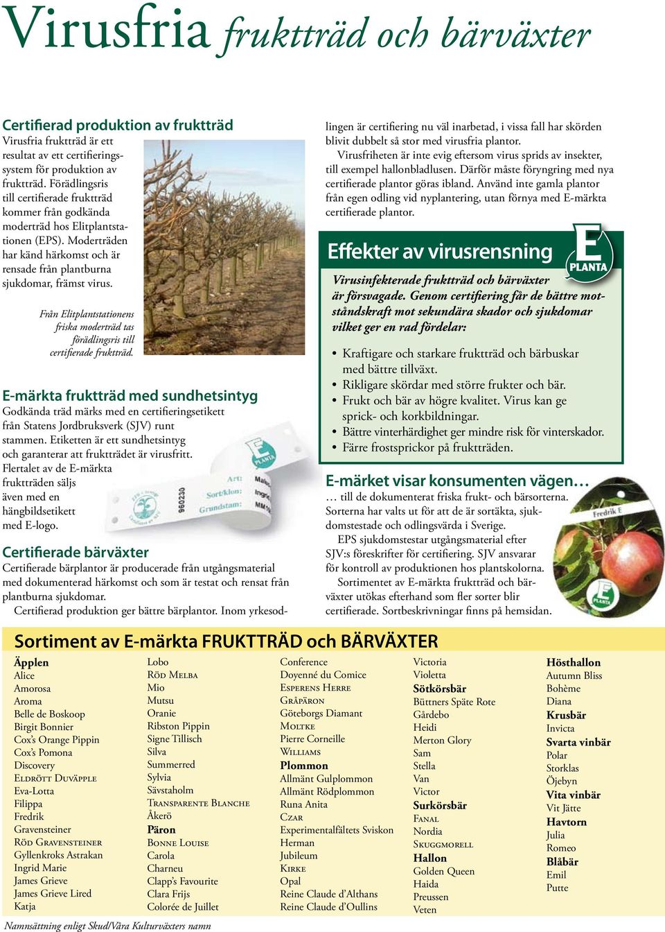 Från Elitplantstationens friska moderträd tas förädlingsris till certifierade fruktträd.