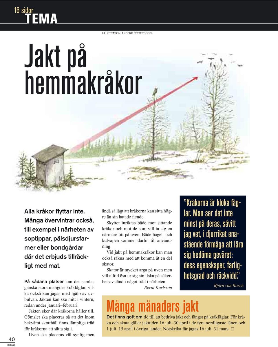 På sådana platser kan det samlas ganska stora mängder kråkfåglar, vilka också kan jagas med hjälp av uvbulvan. Jakten kan ske mitt i vintern, redan under januari februari.