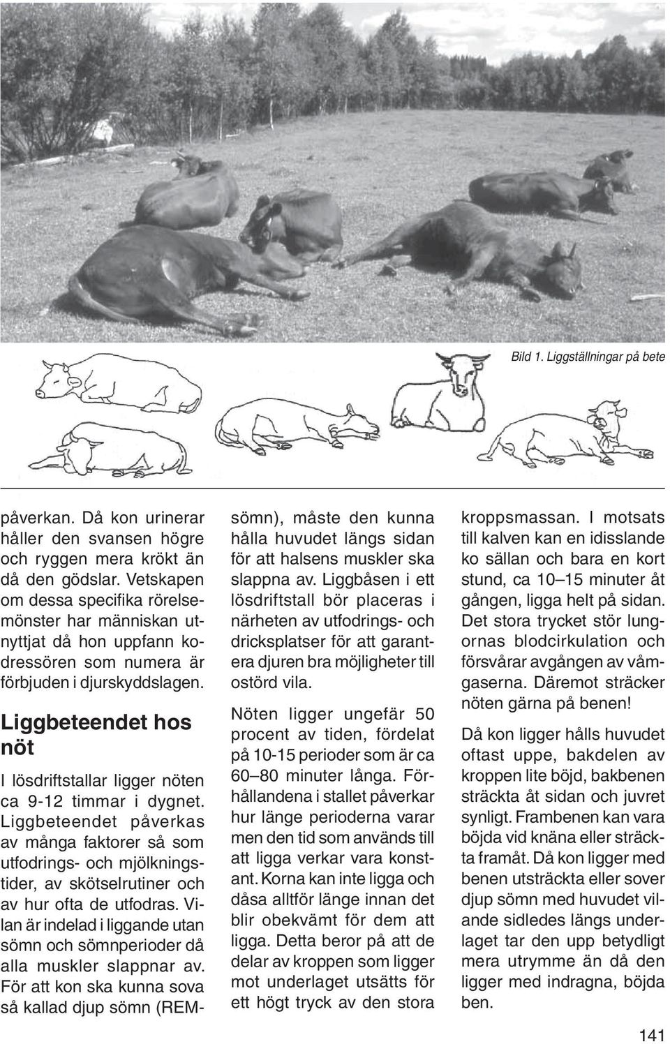 Liggbeteendet hos nöt I lösdriftstallar ligger nöten ca 9-12 timmar i dygnet.