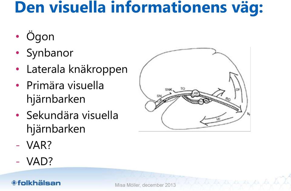 Primära visuella hjärnbarken