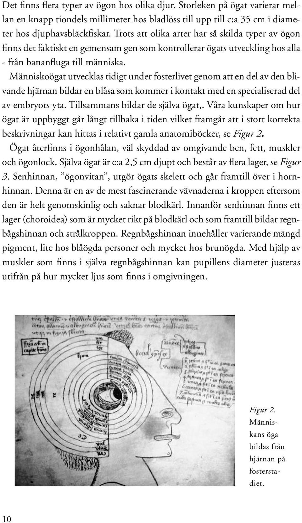 Människoögat utvecklas tidigt under fosterlivet genom att en del av den blivande hjärnan bildar en blåsa som kommer i kontakt med en specialiserad del av embryots yta.