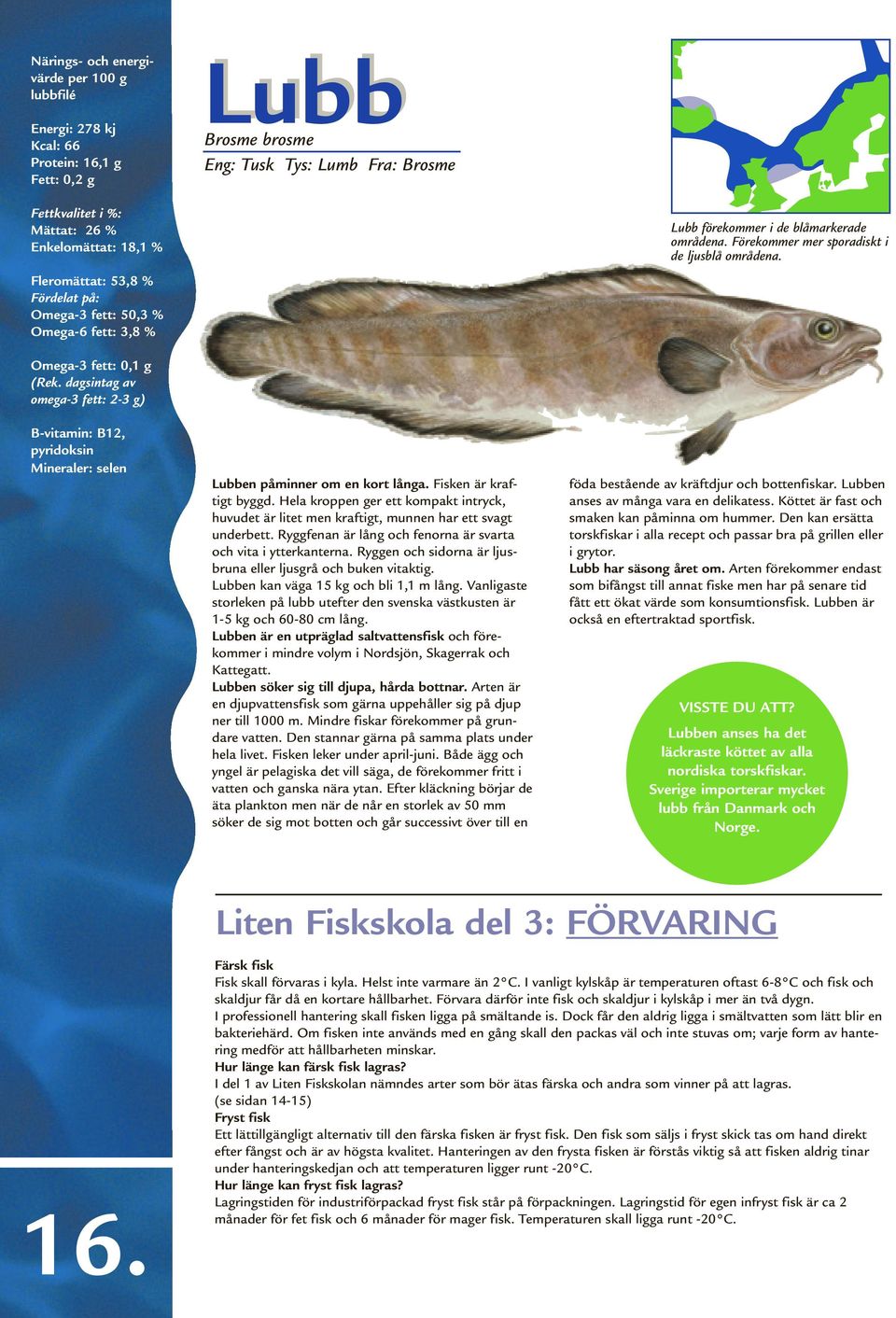 Fisken är kraftigt byggd. Hela kroppen ger ett kompakt intryck, huvudet är litet men kraftigt, munnen har ett svagt underbett. Ryggfenan är lång och fenorna är svarta och vita i ytterkanterna.