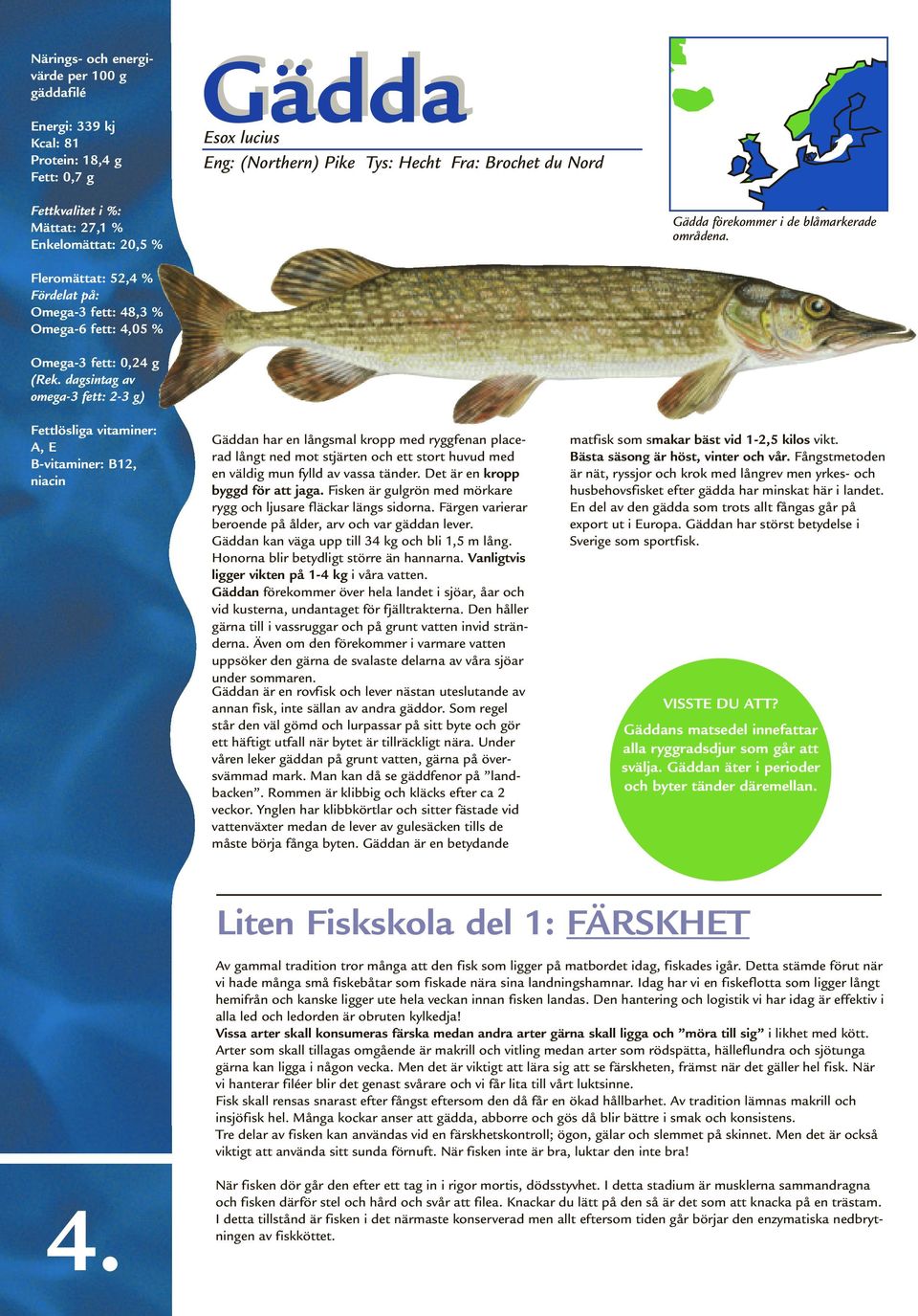 placerad långt ned mot stjärten och ett stort huvud med en väldig mun fylld av vassa tänder. Det är en kropp byggd för att jaga. Fisken är gulgrön med mörkare rygg och ljusare fläckar längs sidorna.