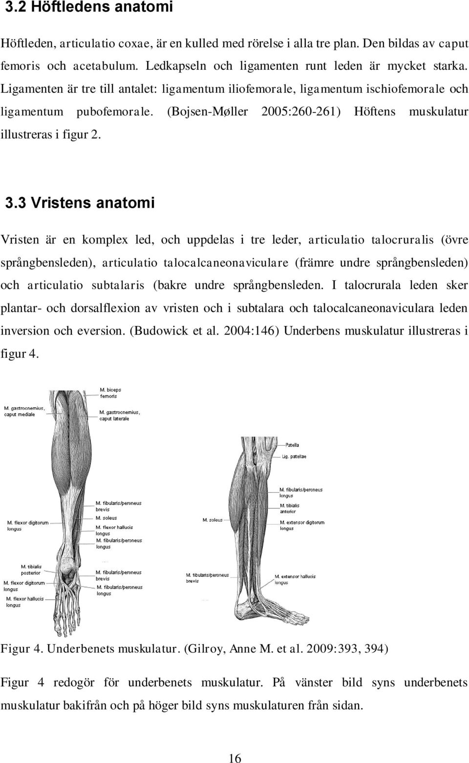 3 Vristens anatomi Vristen är en komplex led, och uppdelas i tre leder, articulatio talocruralis (övre språngbensleden), articulatio talocalcaneonaviculare (främre undre språngbensleden) och