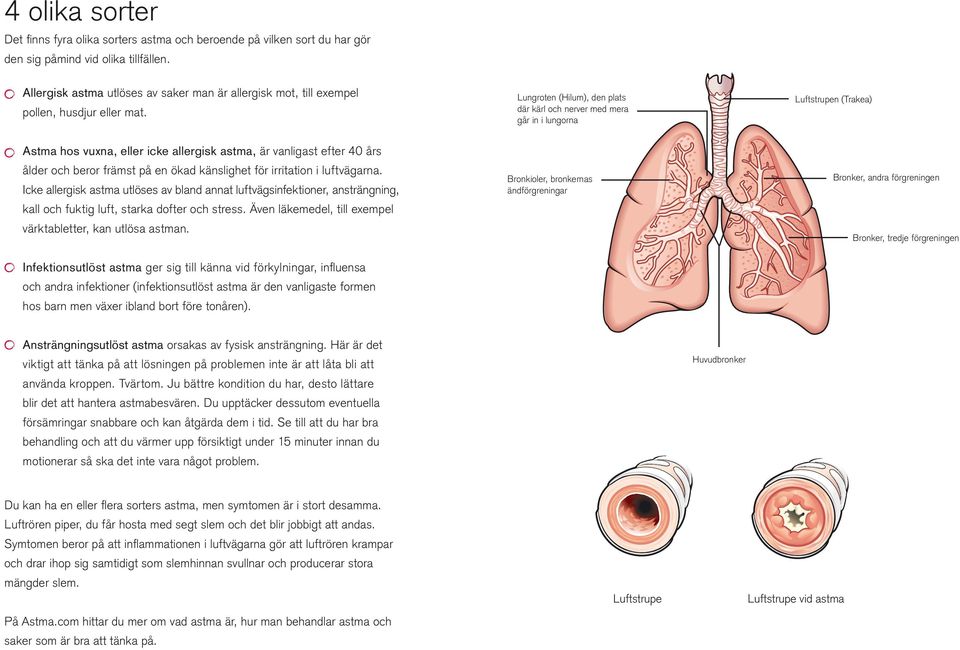 Lungroten (Hilum), den plats där kärl och nerver med mera går in i lungorna Luftstrupen (Trakea) Astma hos vuxna, eller icke allergisk astma, är vanligast efter 40 års ålder och beror främst på en