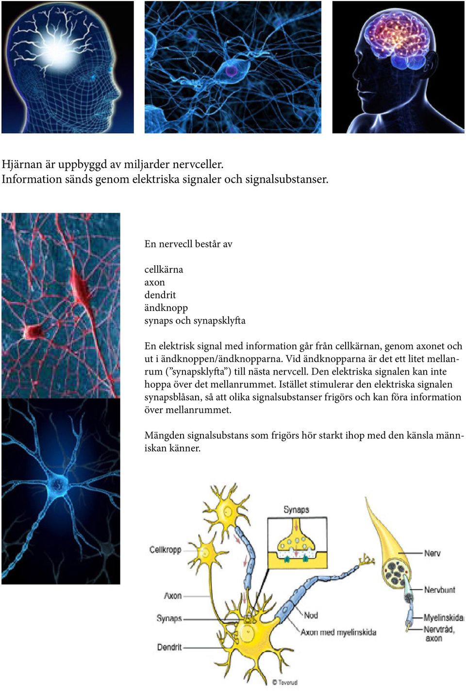 ändknoppen/ändknopparna. Vid ändknopparna är det ett litet mellanrum ( synapsklyfta ) till nästa nervcell.