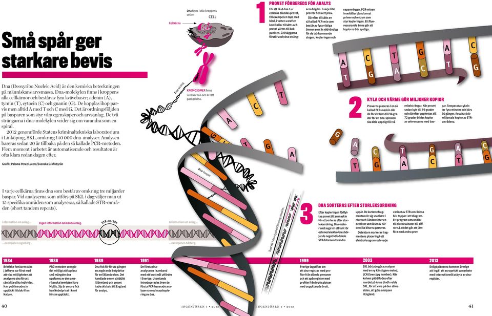 Det är ordningsföljden på basparen som styr våra egenskaper och arvsanlag. De två strängarna i dna-molekylen vrider sig om varandra som en spiral.