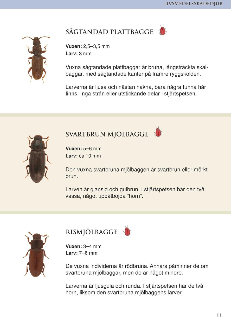 SVARTBRUN MJÖLBAGGE Vuxen: 5 6 mm Larv: ca 10 mm Den vuxna svartbruna mjölbaggen är svartbrun eller mörkt brun. Larven är glansig och gulbrun.