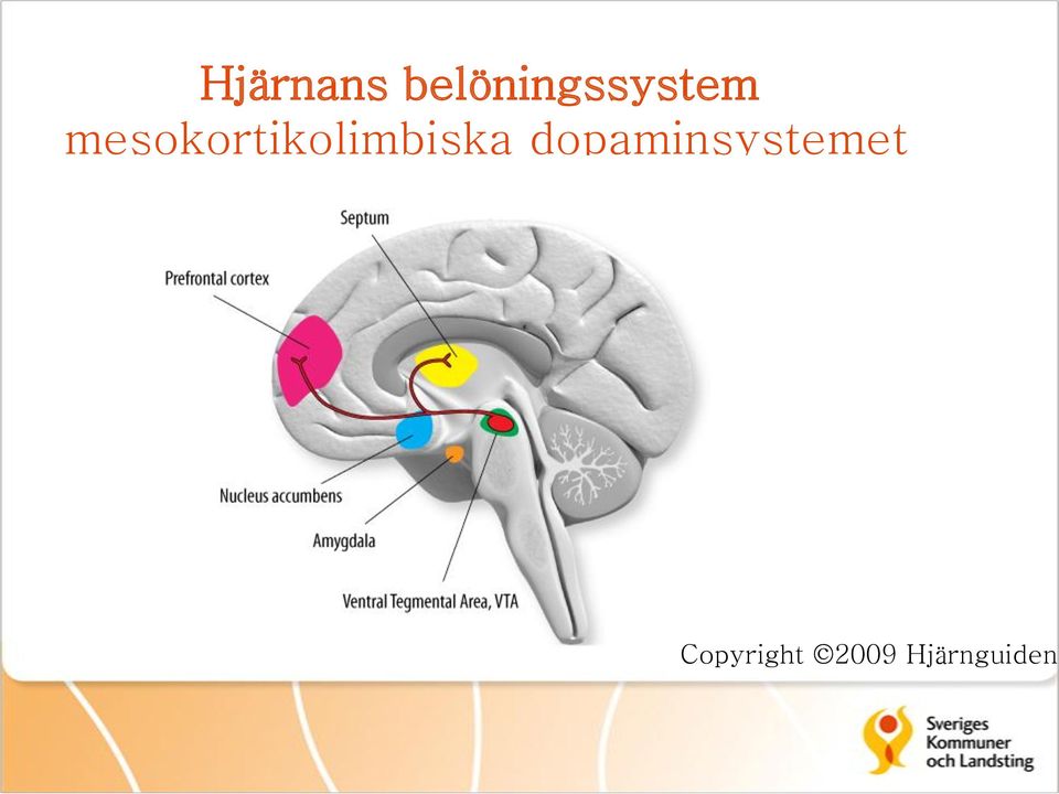 mesokortikolimbiska