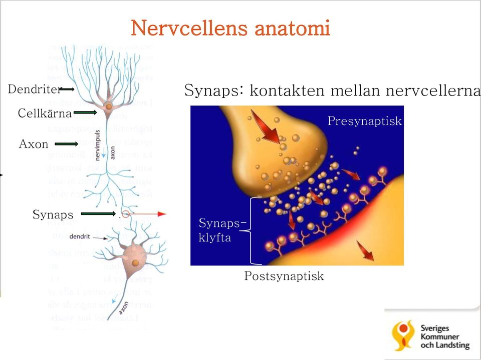 mellan nervcellerna Presynaptisk