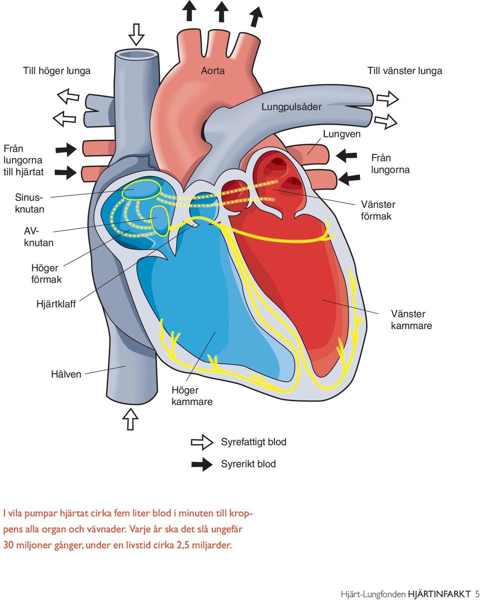 blod Syrerikt blod I vila pumpar hjärtat cirka fem liter blod i minuten till kroppens alla organ och vävnader.